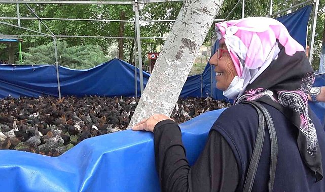 Belediyeden yüzde 100 hibeli horoz ve tavuk desteği