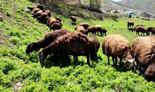 Besicilerde 'bahar' mutluluğu