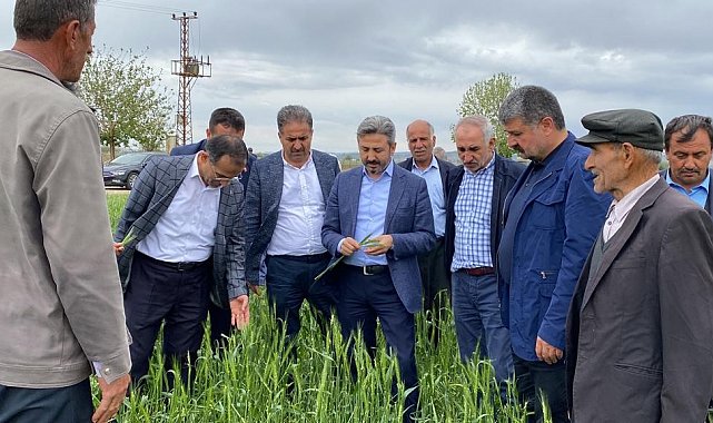 Besni'de 35 bin dekar alan doludan etkilendi