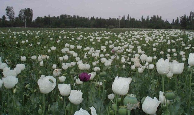 Beyaz haşhaşın 2,5 yıllık ihracat hasreti bitti