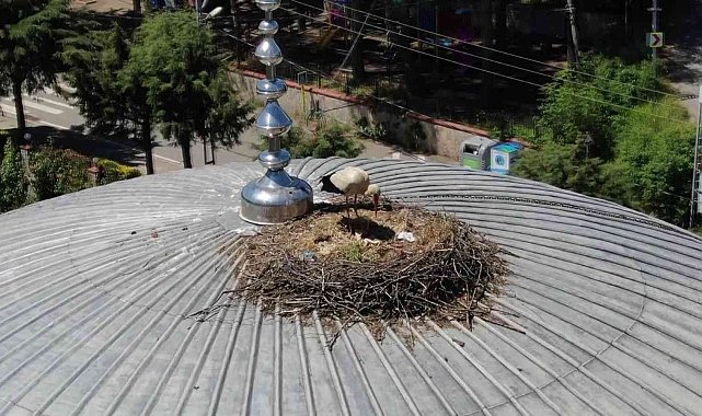 Beykozlu 'Yaren Leylek' 7 yıldır aynı cami kubbesine yuva yapıyor