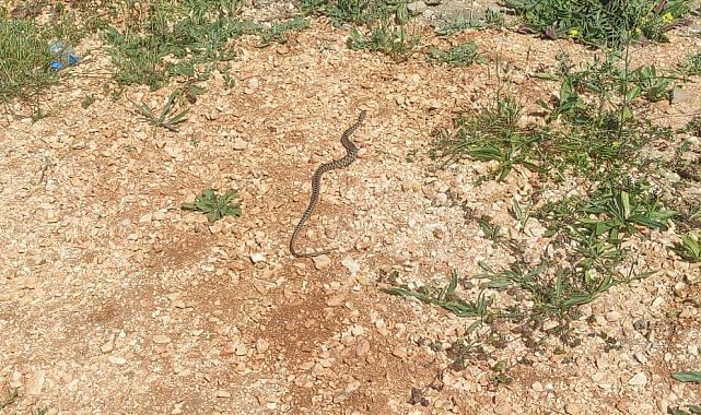 Bilecik&#039;te çamaşır makinesi içinden yılan çıktı