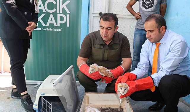 Bitkin bulunan peçeli baykuşlar korumaya alındı