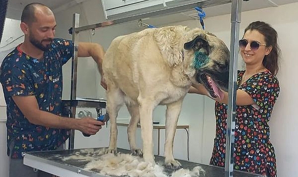 Bodrum'da bir ilk, Mia Mobil Pet Kuaför