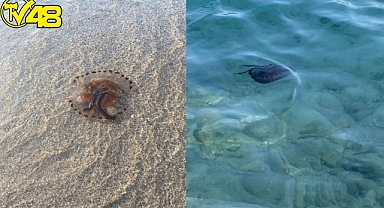 Bodrum'da Pusula Deniz Anası