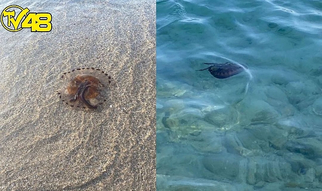 Bodrum&#039;da Pusula Deniz Anası