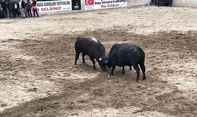 Boğa güreşleri nefes kesti