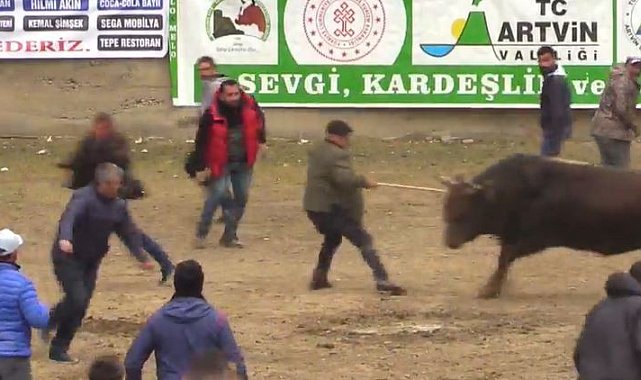 Boğayı aralarına alarak şampiyonluğu kutlamak isterken şampiyon boğanın hışmına uğradılar