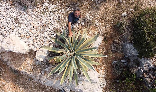 Boyu 25 günde 4 metreyi aştı