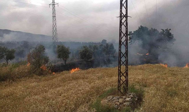 Bozdoğan'da zirai alanda yangın çıktı
