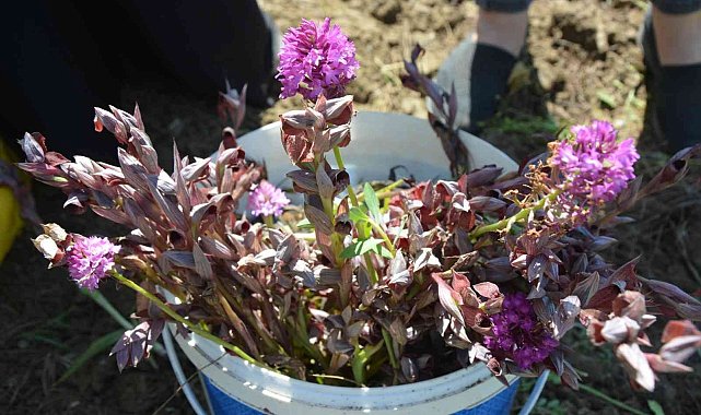 Bozyazı'da ilk kez salep hasadı yapıldı
