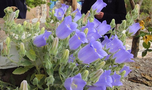 Bu çiçeği koparmak cesaret ister
