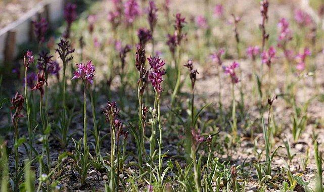 Buca&#039;da salep bereketi