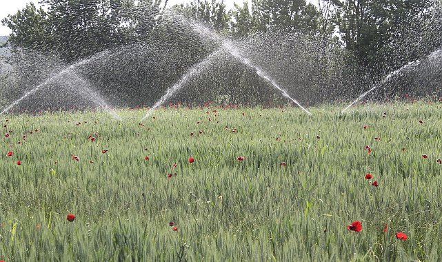 Buğday üreticisi yağmur bekliyor