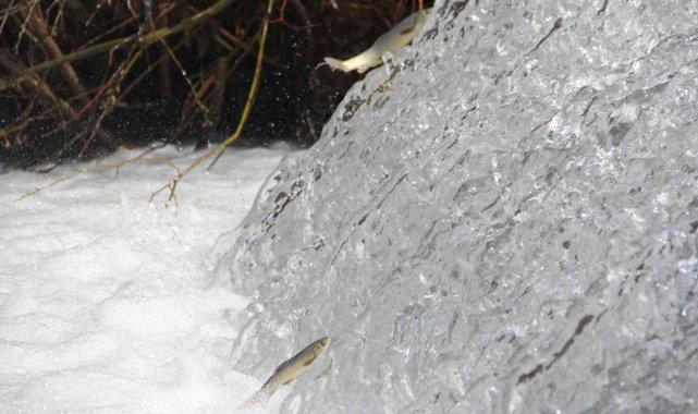 Bunlar İnci Kefali değil Siraz, akıntıya karşı göç başladı