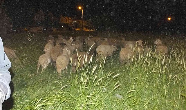 Burhaniye' de koyunlarda gece güdümü başladı
