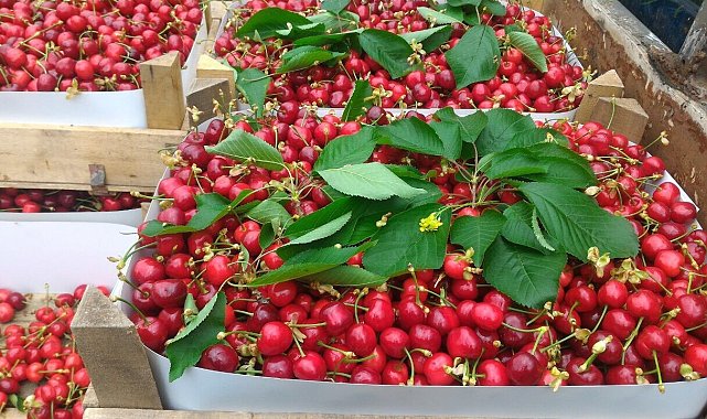 Bursa'da kiraz hasadı başladı