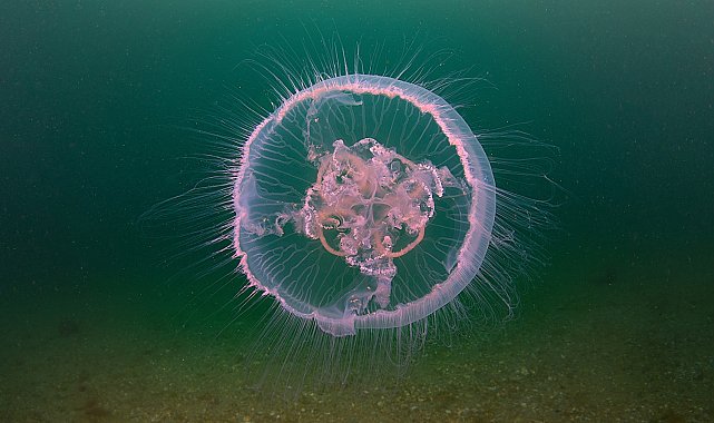 Bursa'nın sualtı zenginlikleri gün yüzüne çıkıyor