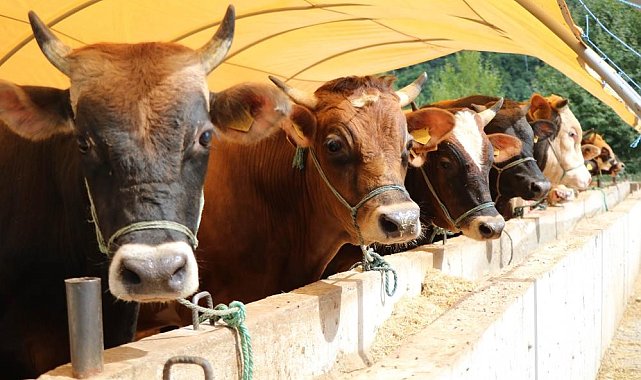 Büyükbaş ve küçükbaş kurbanlık fiyatları belli oldu