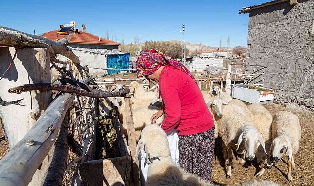 Büyükşehir, 3 bin 200 küçükbaş hayvan dağıtımına başlıyor