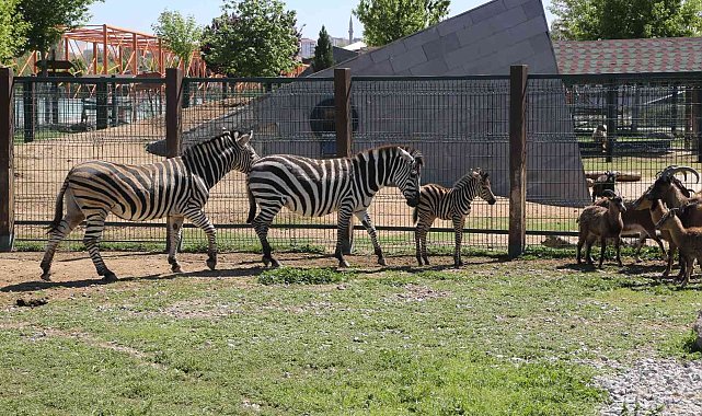 Büyükşehir Hayvanat Bahçesi'nde yeni doğan zebra ilgi odağı oldu