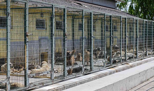 Can dostlar için Türkiye&#039;nin en kapsamlı kısırlaştırma seferberliğini başlattı