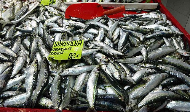 Çanakkale'de geçen sene kilosu 70 lira olan sardalya, 50 liradan tezgahlarda