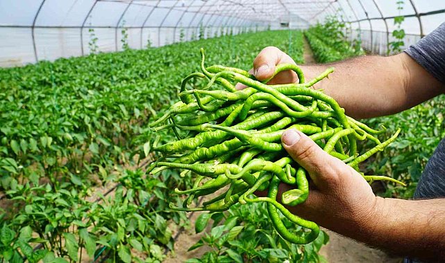 Çarşamba kıl biberinde hasat başladı