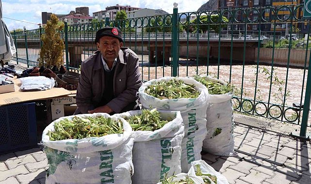 Çaşır'ın kilosu 40 liradan satılıyor