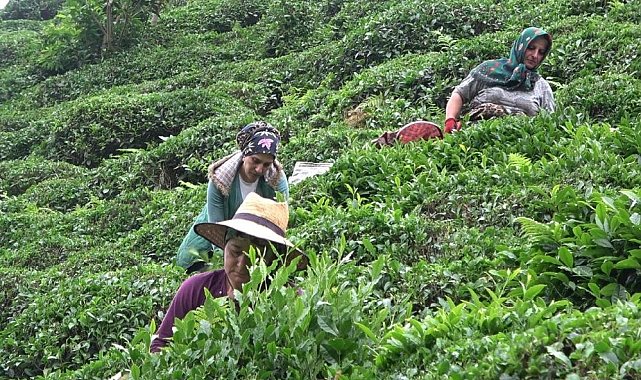 Çay müstahsilleri yaş çay sezonu için gün saymaya başladı