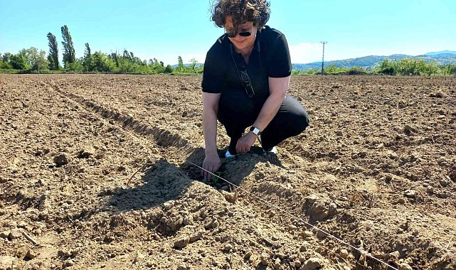 Çaycuma &#039;da yerli tohumlar toprakla buluştu