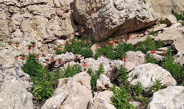 Çemişgezek dağlarındaki ters laleler görsel şölen sunuyor