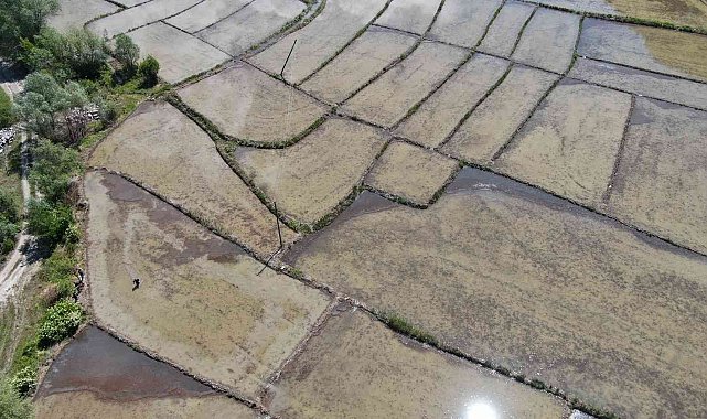 Çiftçilerin meşakkatli 'çeltik' ekimi 10 gün gecikmeli başladı