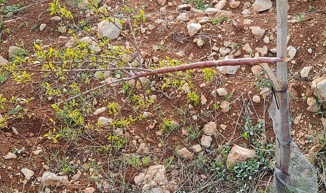 Çiftçinin bahçesindeki 550 kayısı fidanını kırıp emeklerini heba ettiler