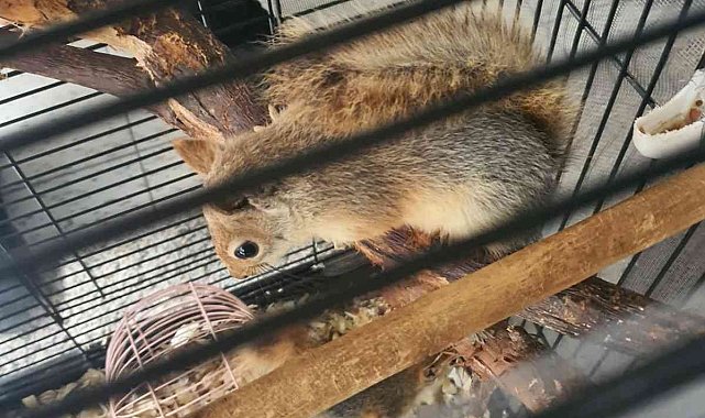 CİMER ihbarı üzerine kafeste beslenen 2 sincap bulundu