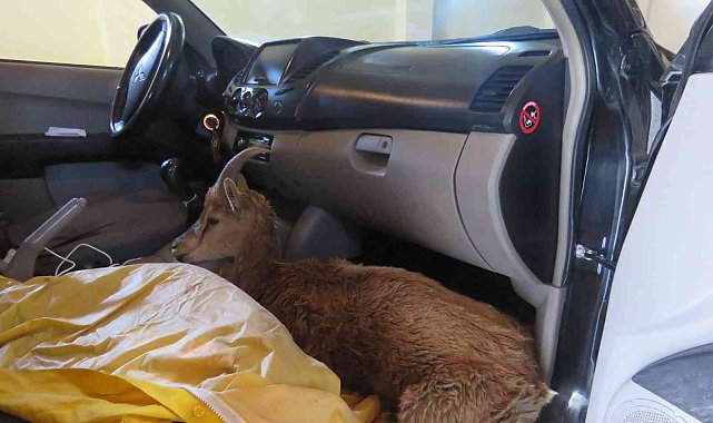 Çoban köpeklerinin saldırısına uğrayan yaban keçisi tedavi altına alındı