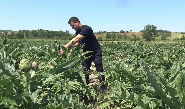 Coğrafi işaret tescilli Hasanağa enginarında hasat zamanı
