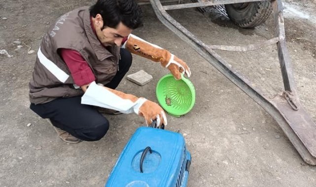 Cüce yarasa tekrar doğaya bırakıldı