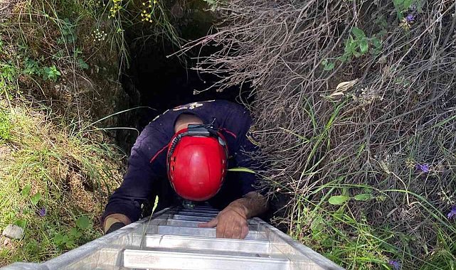 Çukura düşen yavru yaban domuzlarını itfaiye ekipleri kurtardı