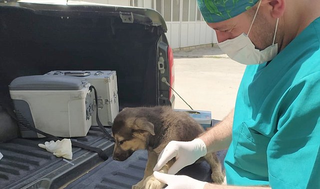 Çukurca'daki can dostlar sağlık taramasından geçirildi