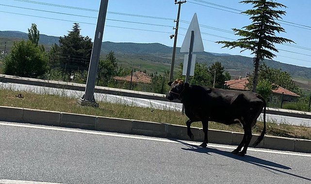 D-785 karayolunda ilerleyen başıboş inek trafiği tehlikeye düşürdü