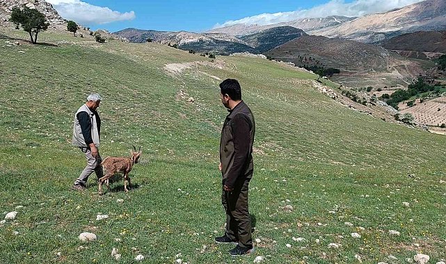 Dağ keçileri tedavilerinin ardından doğaya bırakıldı