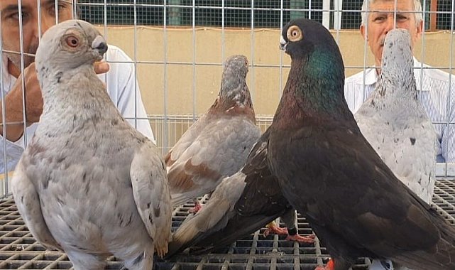 Denizli ırkı 'Tokur' güvercinler podyuma çıktı