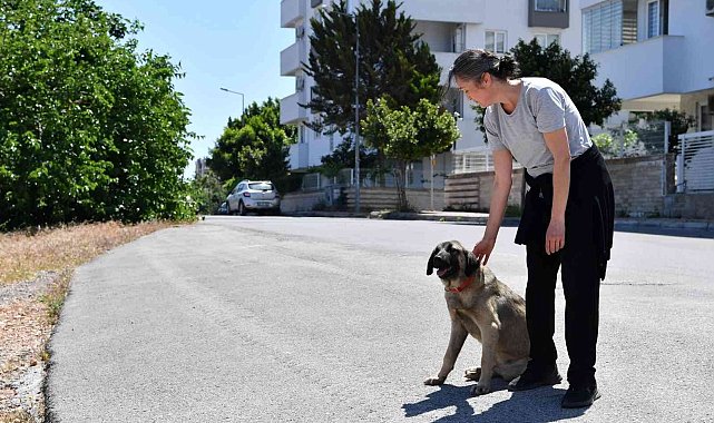 Dere yatağında mahsur kalan köpekleri Konyaaltı Belediyesi kurtardı