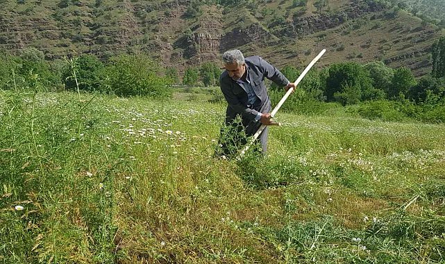 Derecik'te tırpanla ot biçme sezonu başladı