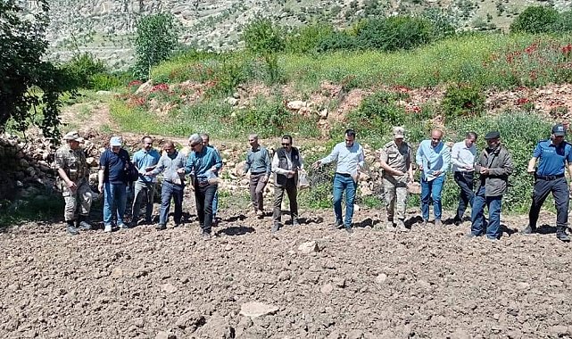 Devlet destek verdi Siirt'te susam ve çeltik ekimi yaygınlaştı