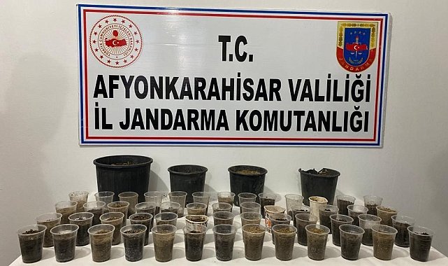 Devriye gezen ekipler çiçek saksısında kenevir buldu