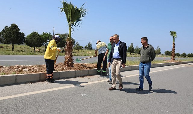 Didim Belediyesi, 250 adet palmiye ağacının dikimini gerçekleştiriyor