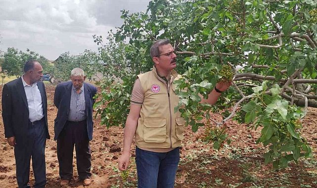 Dolunun vurduğu tarım arazilerinde hasar tespiti başladı