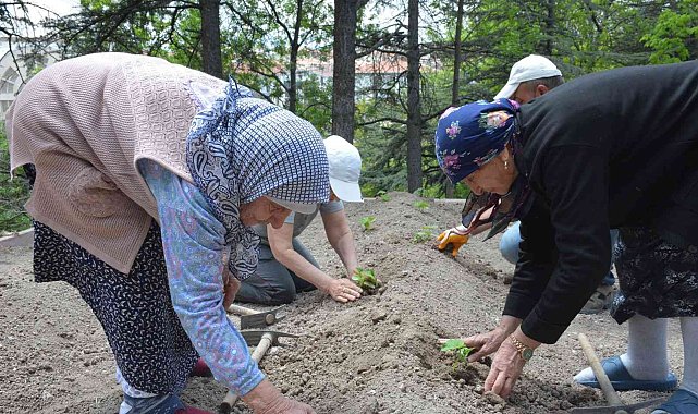 Domates fideleri Gönül Köşkü Huzurevi'ne dikildi